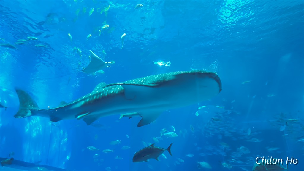 沖縄美ら海水族館